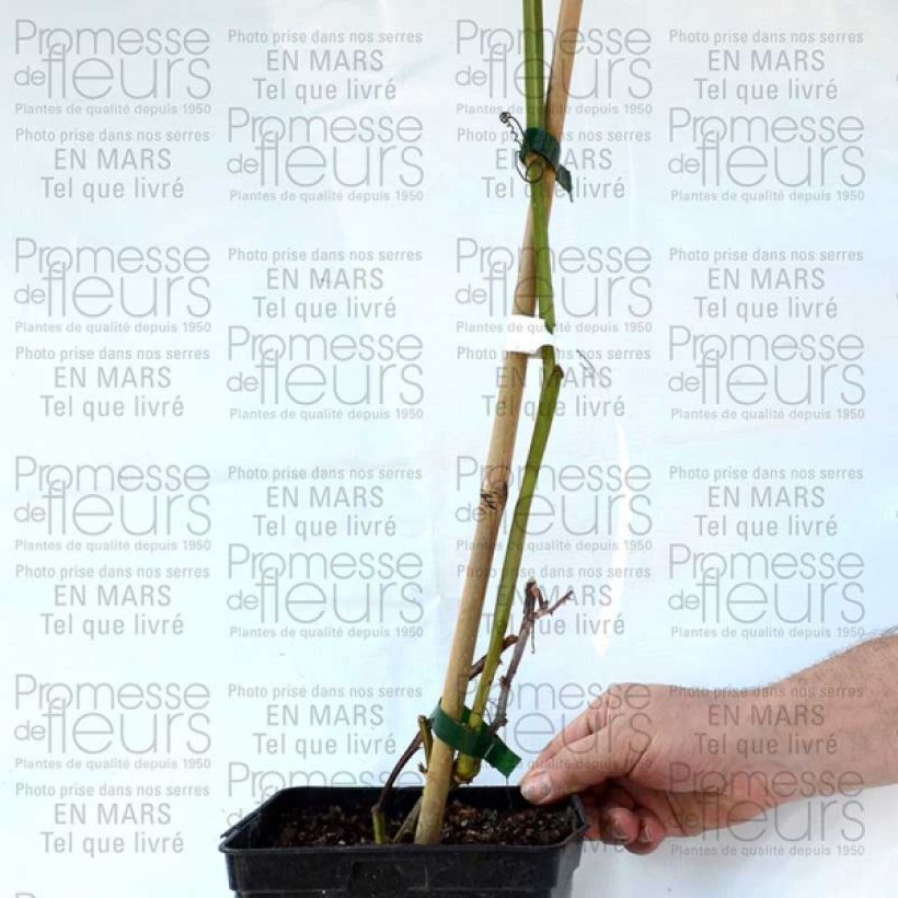 Exemple de spécimen de Passiflore alata - Fleur de la Passion en pot de 1,5L/2L tel que livré