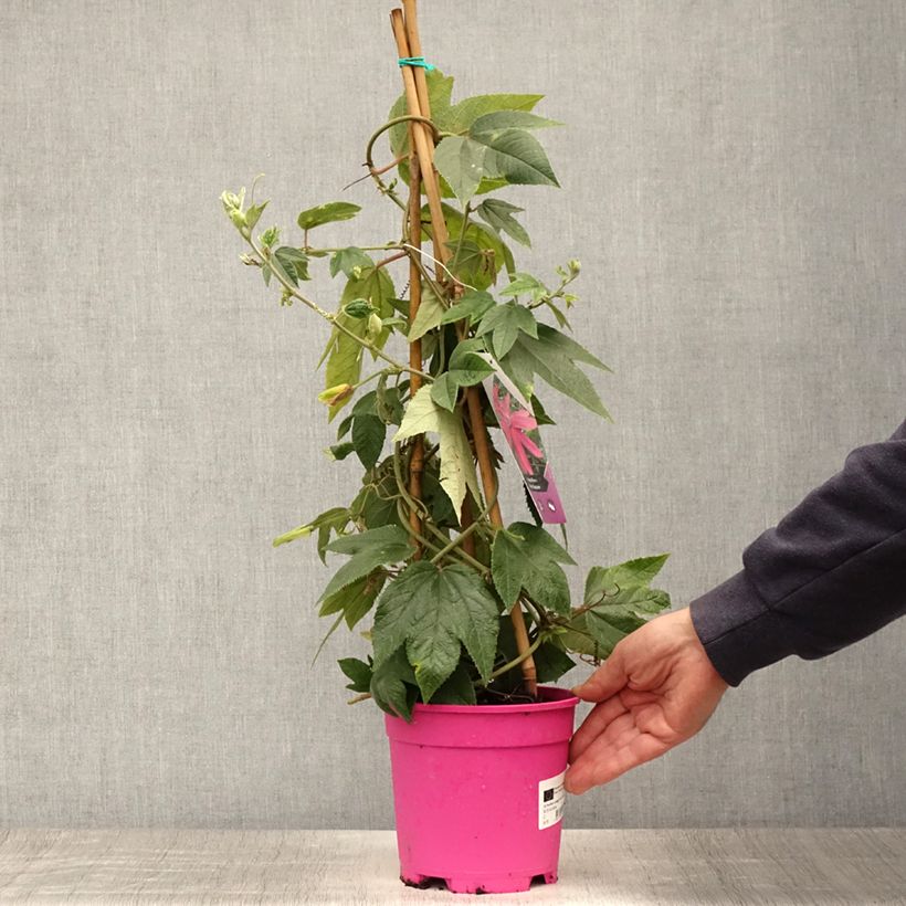 Spécimen de Passiflore insignis Pink Passion - Fleur de la Passion Pot de 2L/3L tel que livré en été