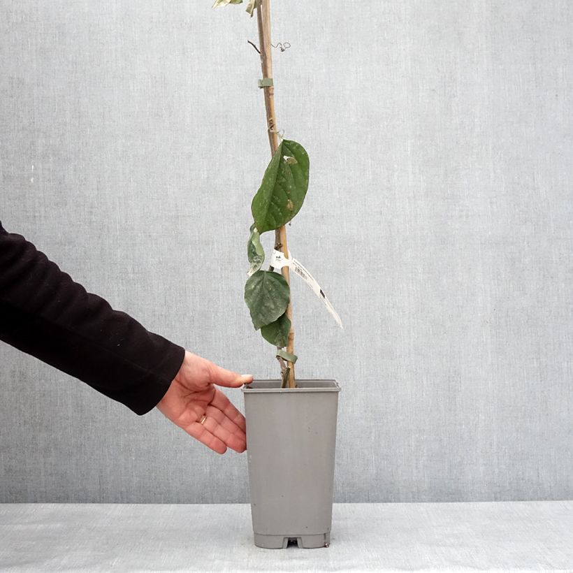 Spécimen de Passiflore quadrangularis - Barbadine Pot de 3L/4L tel que livré en hiver