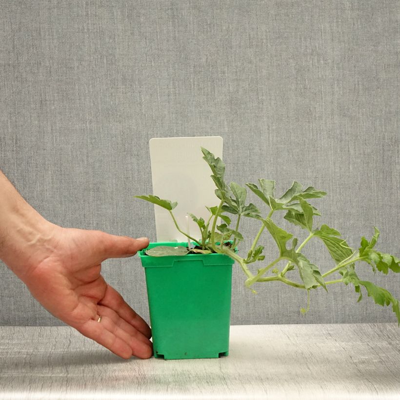 Spécimen de Pastèque Ingrid F1 en plants GREFFES Pot de 10,5 cm tel que livré au printemps