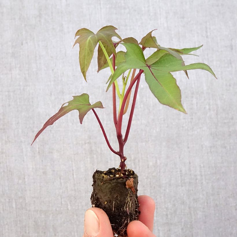Spécimen de Patate douce Sakura en plants - minimotte tel que livré au printemps