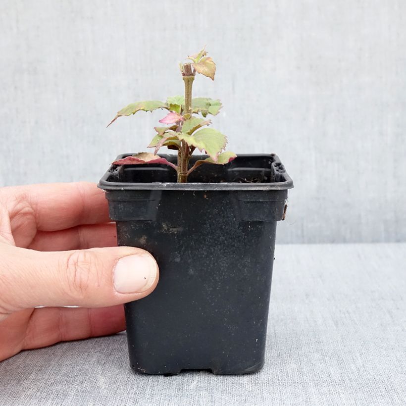 Spécimen de Patchouli - Pogostemon cablin Godet de 8 cm tel que livré au printemps