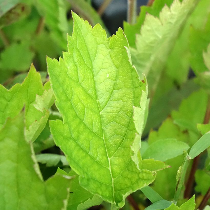 Patrinia gibbosa (Feuillage)