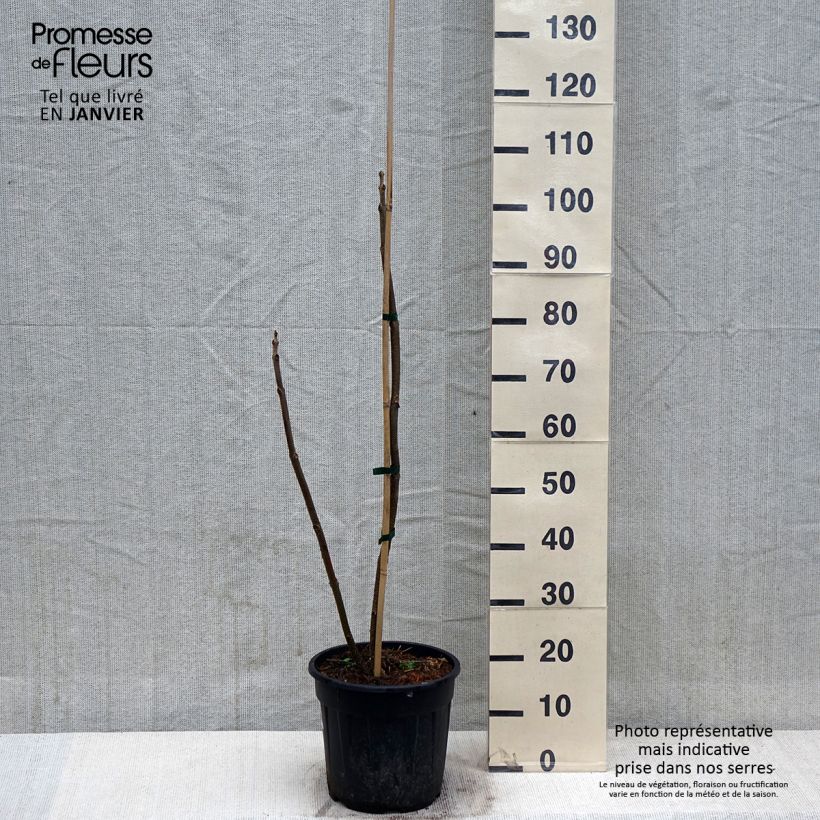 Spécimen de Paulownia elongata - Arbre impérial - Pot de 7,5L/10L tel que livré en hiver