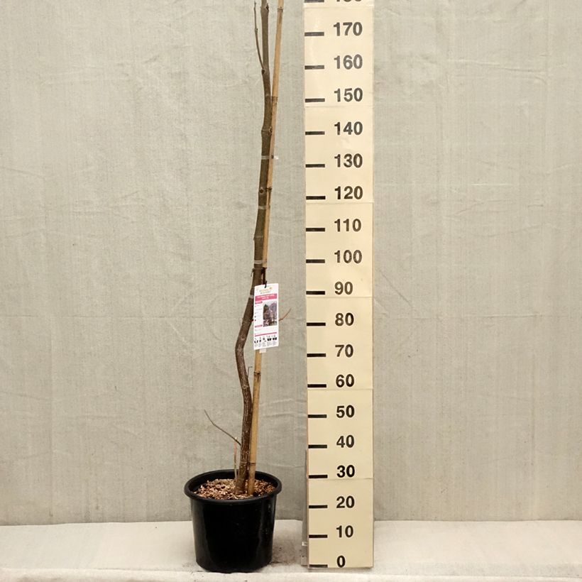 Spécimen de Paulownia fortunei April Light - Arbre du dragon - Pot de 12L/15L baliveau tel que livré au printemps