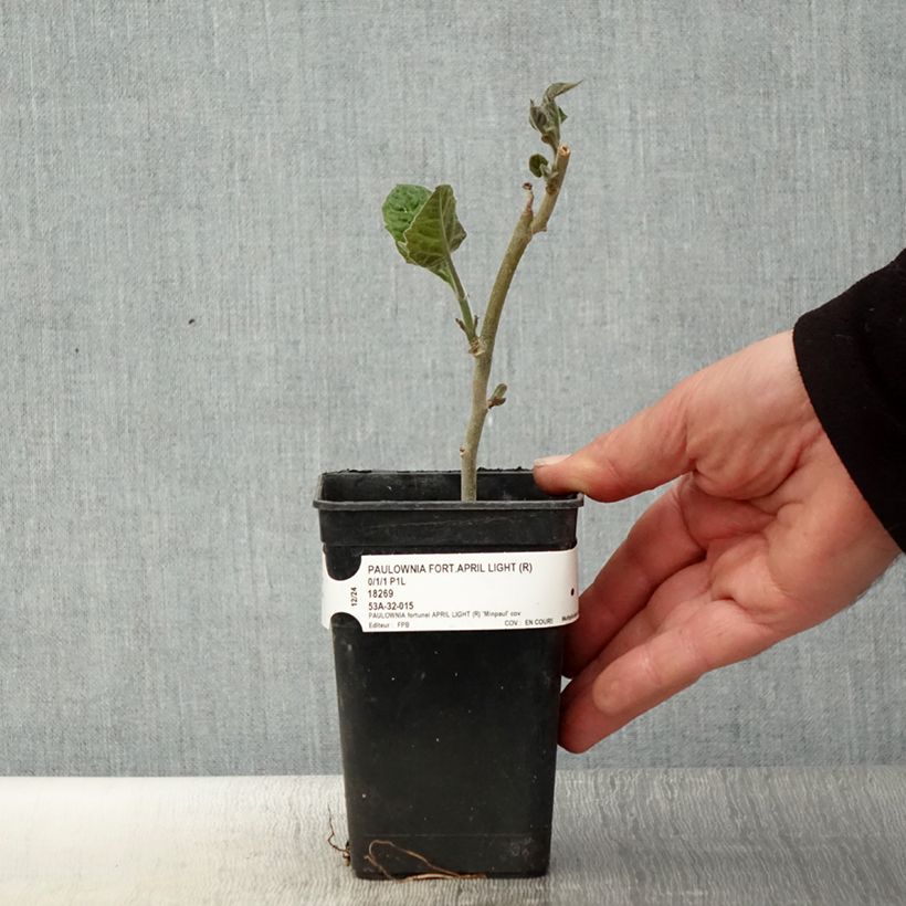 Spécimen de Paulownia fortunei April Light - Arbre du dragon Pot de 1L/1,5L tel que livré au printemps