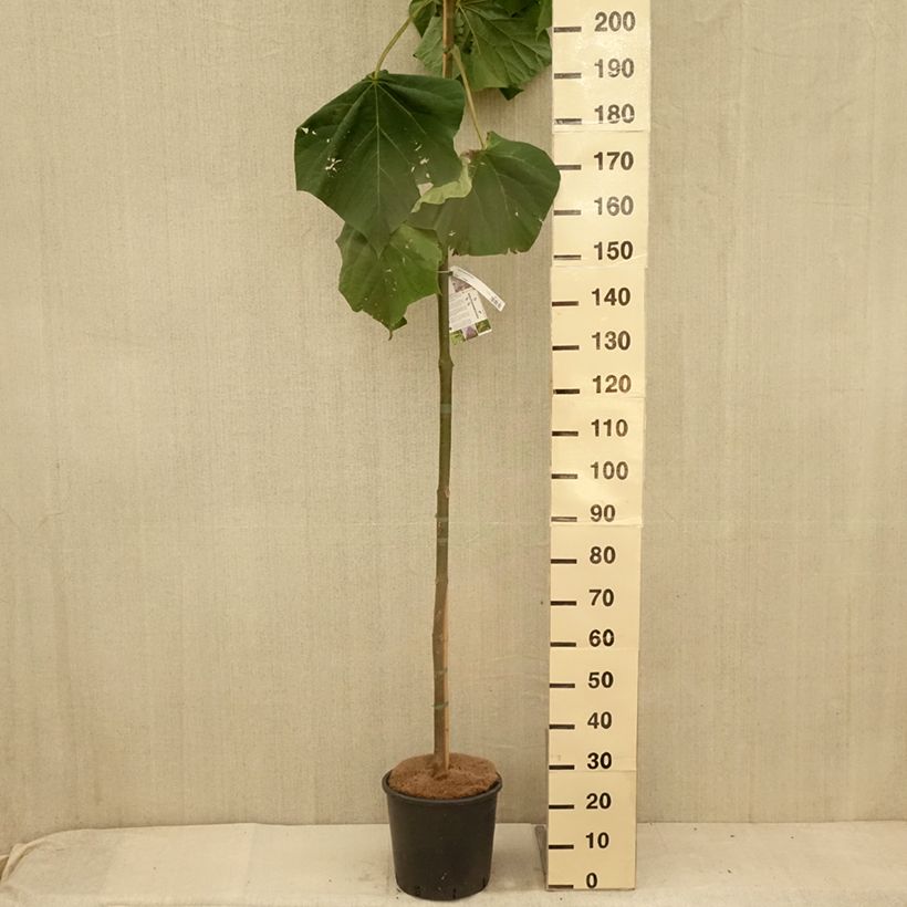 Spécimen de Paulownia fortunei Fast Blue en pot de 12L/15L tel que livré en été