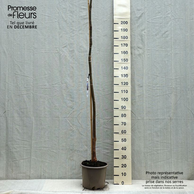 Spécimen de Paulownia fortunei Fast Blue en pot de 12L/15L tel que livré en hiver