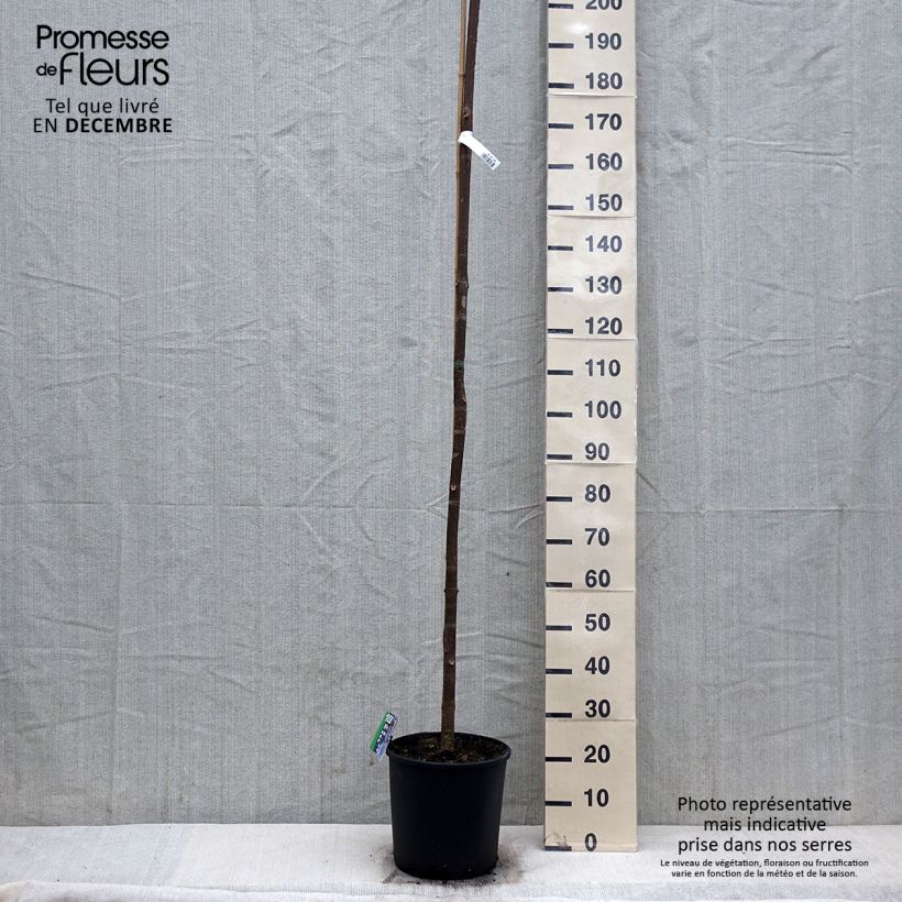 Spécimen de Paulownia fortunei Fast Blue Pot de 7.5L/10L tel que livré en hiver