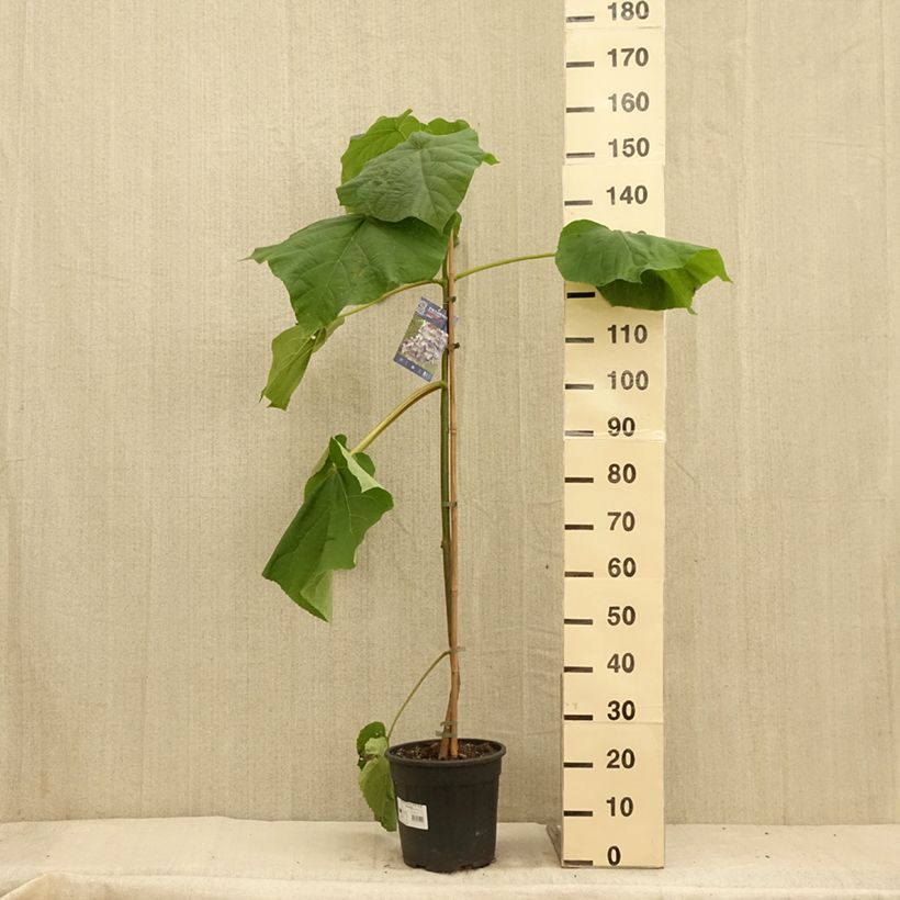 Spécimen de Paulownia fortunei Fast Blue Pot de 7.5L/10L tel que livré en été