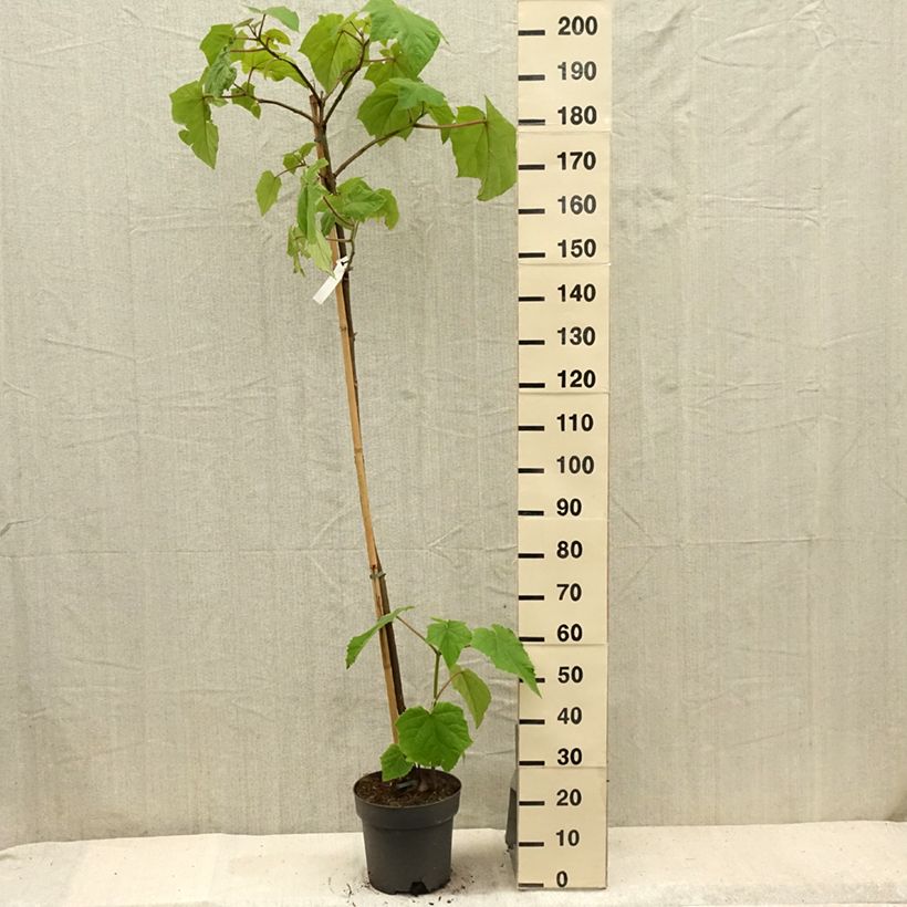 Spécimen de Paulownia tomentosa - Arbre impérial Pot de 7,5L/10L tel que livré en été