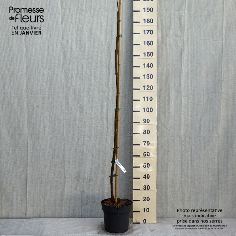 Spécimen de Paulownia tomentosa - Arbre impérial tel que livré en hiver