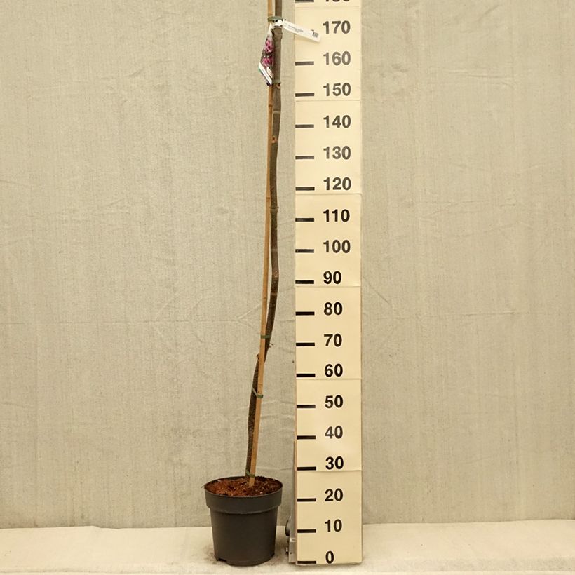 Spécimen de Paulownia tomentosa - Arbre impérial Pot de 10L tel que livré au printemps