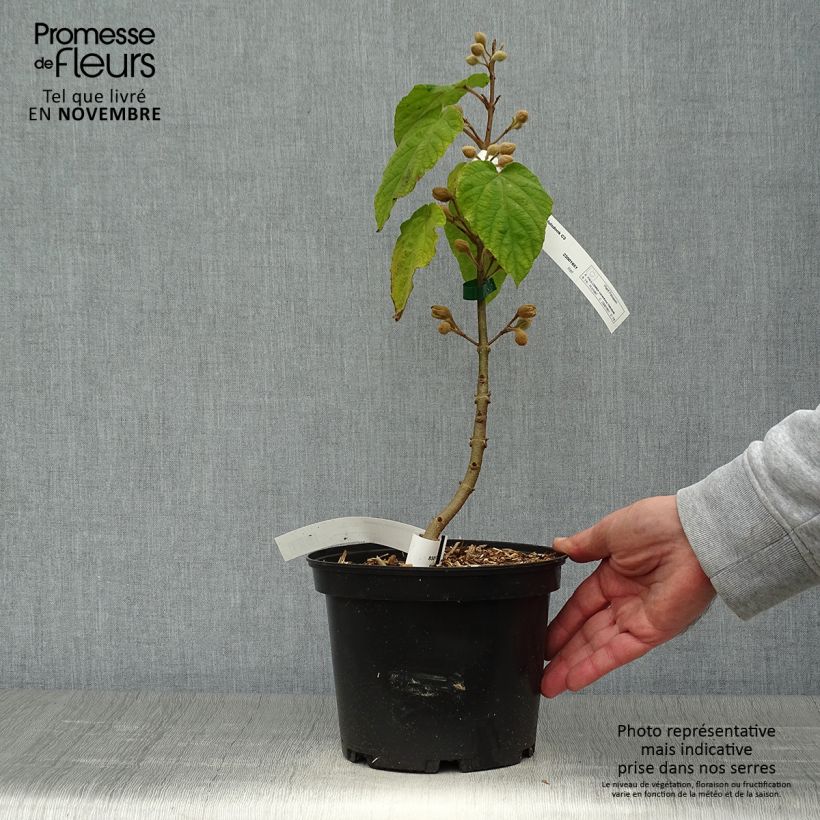 Spécimen de Paulownia tomentosa Hulsdonk - Arbre impérial Pot de 3L/4L tel que livré en automne