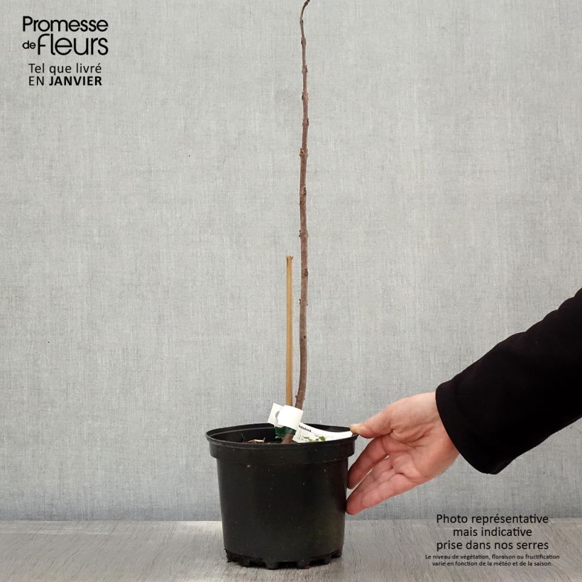 Spécimen de Paulownia tomentosa Hulsdonk - Arbre impérial pot de 3/4L tel que livré en hiver