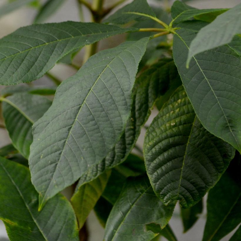 Aesculus parviflora - Pavier blanc (Feuillage)