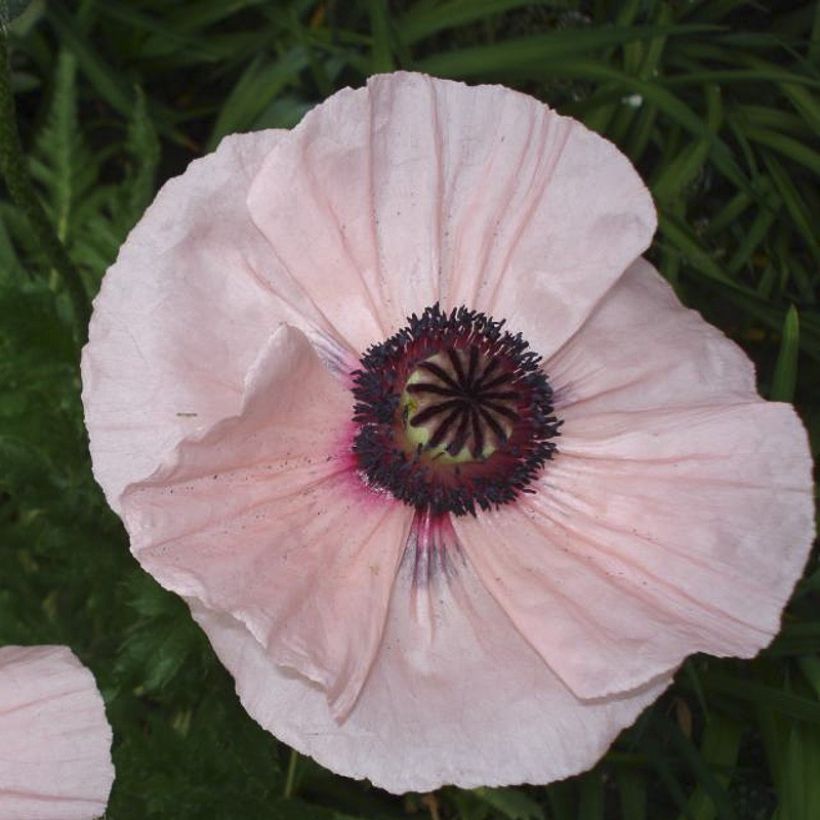 Pavot d'Orient Karine - Papaver orientale (Floraison)