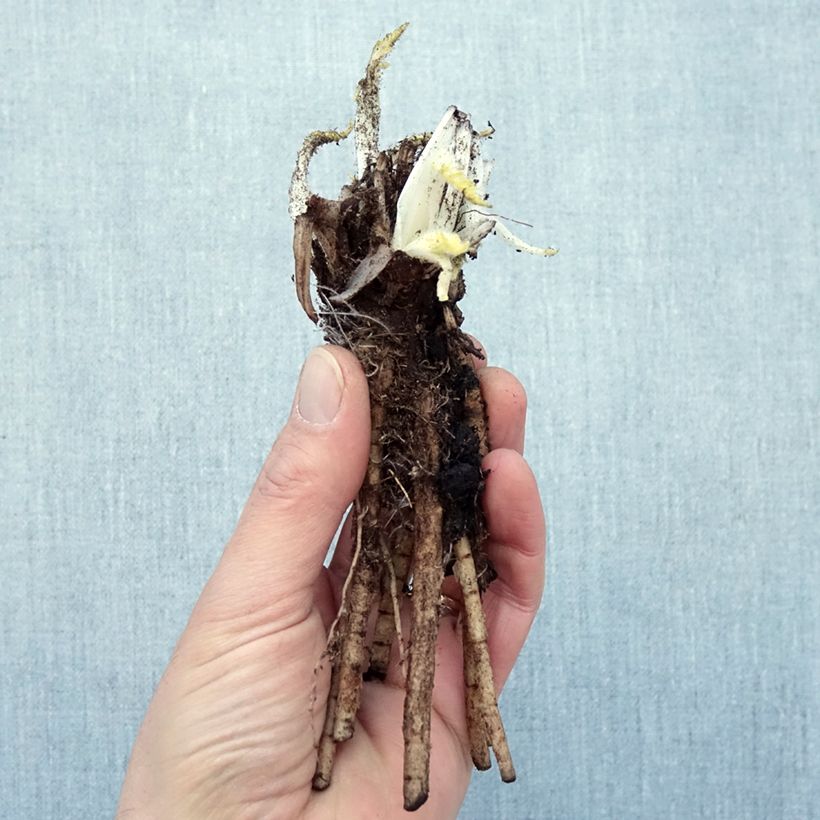 Spécimen de Pavot d'Orient Manhattan - Papaver orientale Petites Racines nues, Qualité Extra équivalant à un pot de 2L tel que livré en hiver