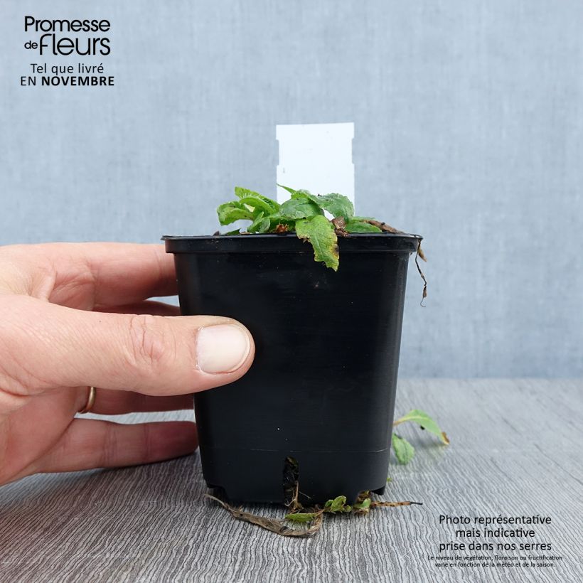 Spécimen de Pavot d'Orient May Queen - Papaver orientale Godet de 8/9 cm tel que livré en automne