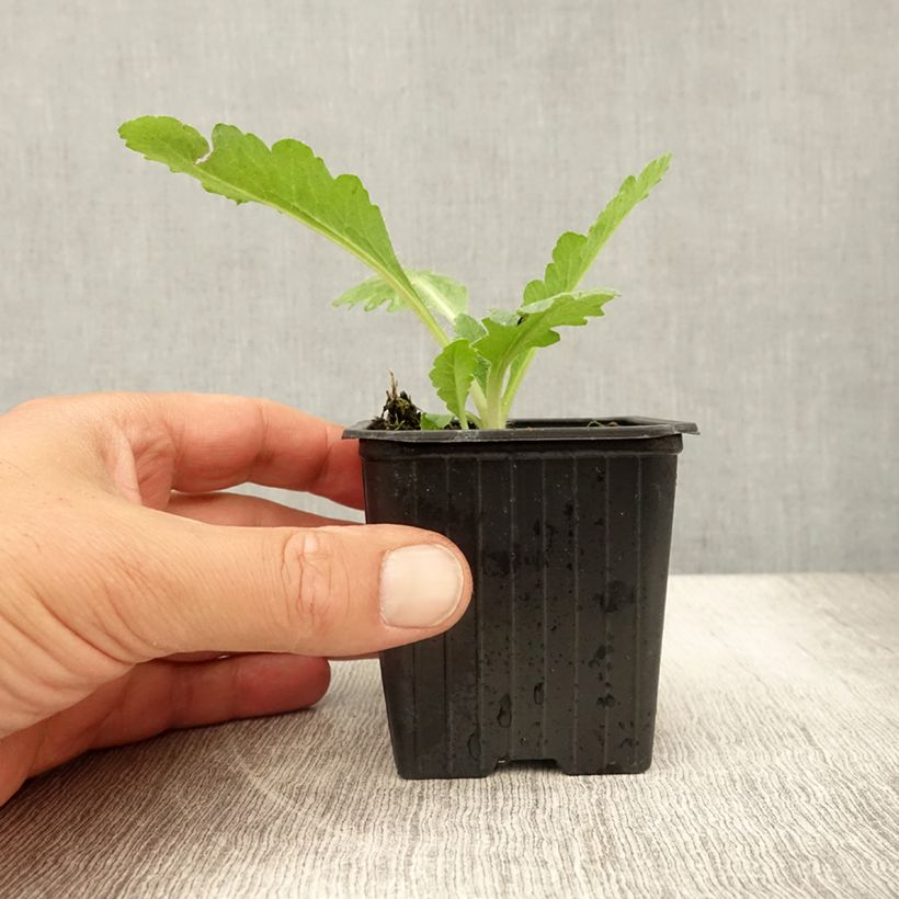 Spécimen de Pavot d'Orient Patty's Plum - Papaver orientale Godet de 8/9 cm tel que livré en été