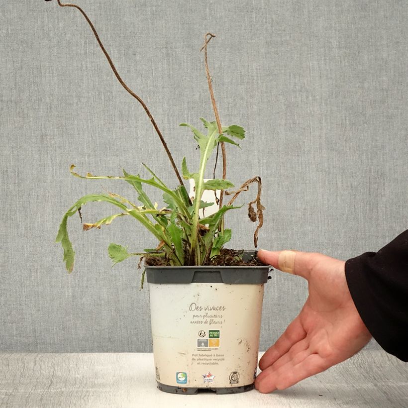 Spécimen de Pavot d'Orient Royal Wedding - Papaver orientale Pot de 2L/3L tel que livré en été