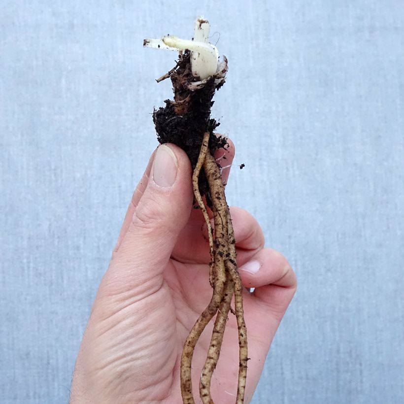 Spécimen de Pavot d'Orient Royal Chocolate Distinction - Papaver orientale Petites Racines nues, Qualité Extra équivalant à un pot de 2L tel que livré en hiver