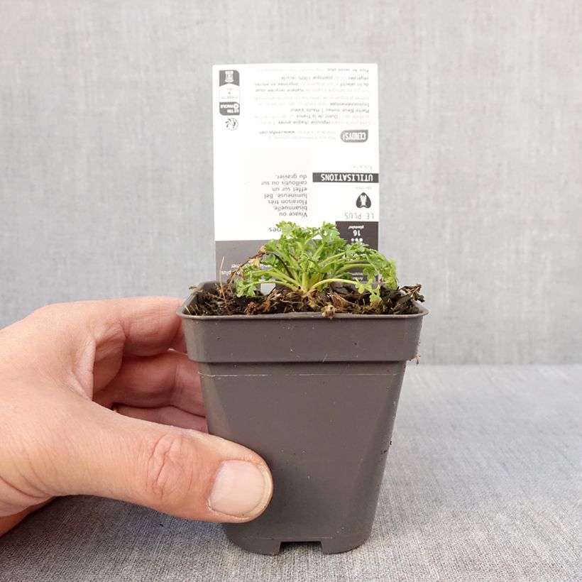 Spécimen de Pavot des Alpes - Papaver alpinum Godet de 8/9 cm tel que livré en hiver