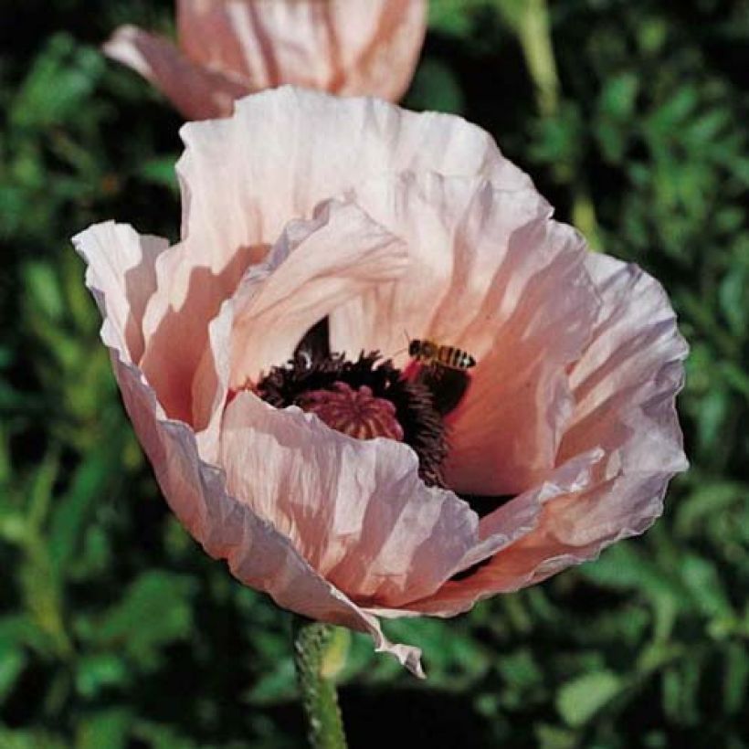 Pavot d'Orient Princess Victoria Louise - Papaver orientale (Floraison)