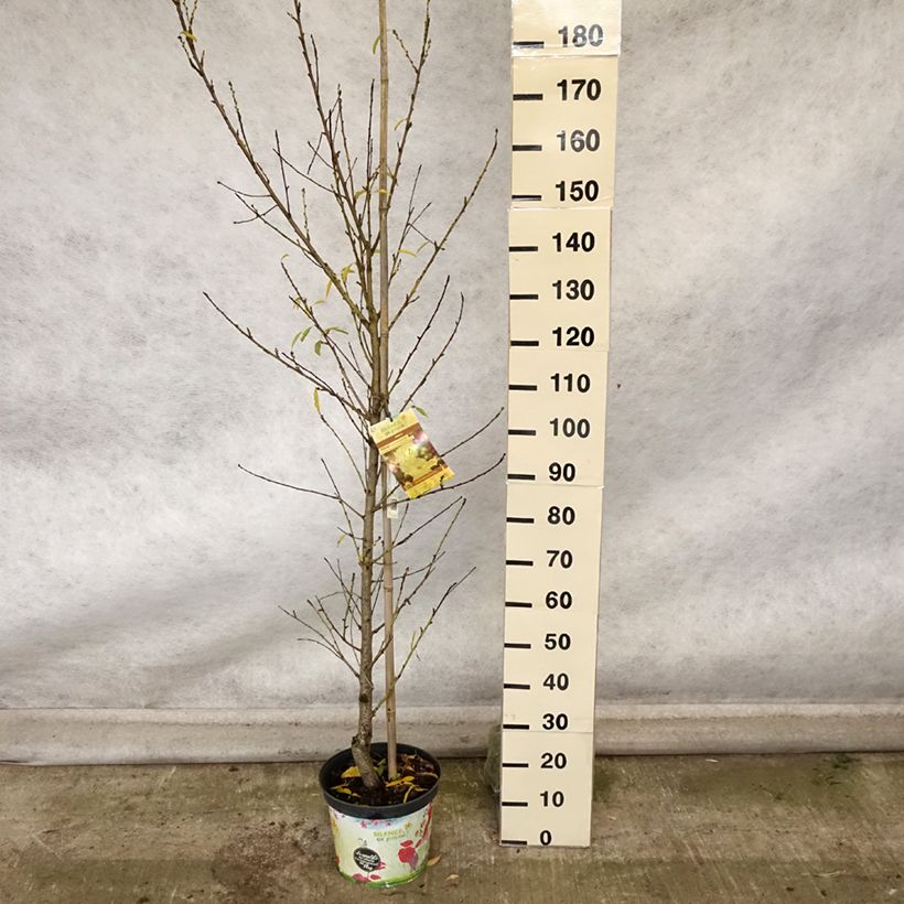 Spécimen de Pêcher à fleurs - Prunus persica Taoflora White Pot de 7,5L/10L, Baliveau tel que livré en automne