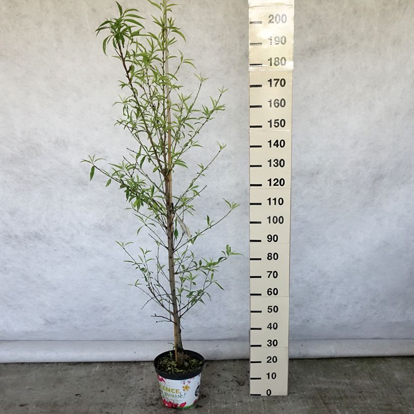 Spécimen de Pêcher à fleurs - Prunus persica Taoflora White Pot de 7,5L/10L, Baliveau tel que livré en été