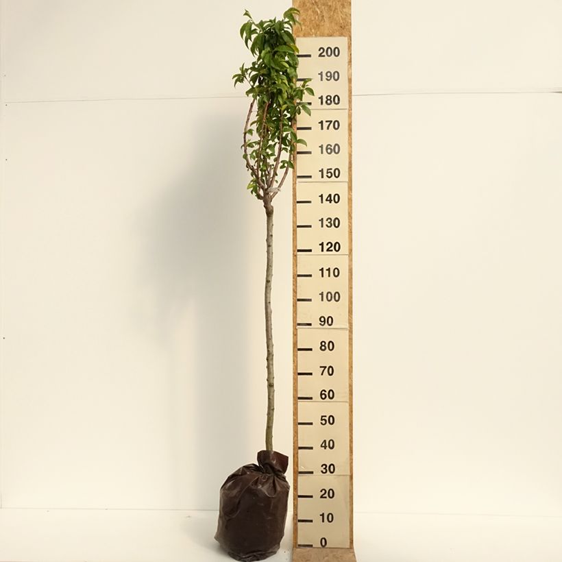 Spécimen de Pêcher Andromède - Prunus persica Motte "Prêt-à-planter", Demi-Tige tel que livré en été