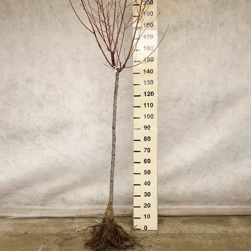 Spécimen de Pêcher Andromède - Prunus persica Racines nues, Demi-Tige tel que livré en automne