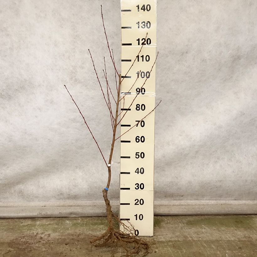 Spécimen de Pêcher Andromède - Prunus persica Racines nues, Gobelet tel que livré en automne