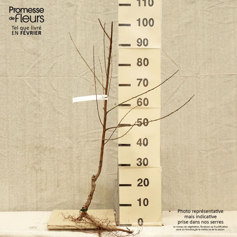 Spécimen de Pêcher Charles Ingouf - Prunus persica en racines nues gobelet tel que livré en hiver