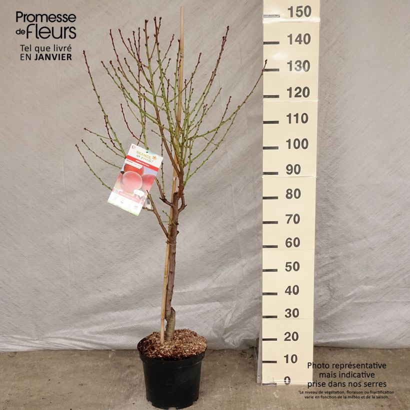 Spécimen de Pêcher Charles Ingouf - Prunus persica Gobelet en pot de 7,5l/10l tel que livré en hiver