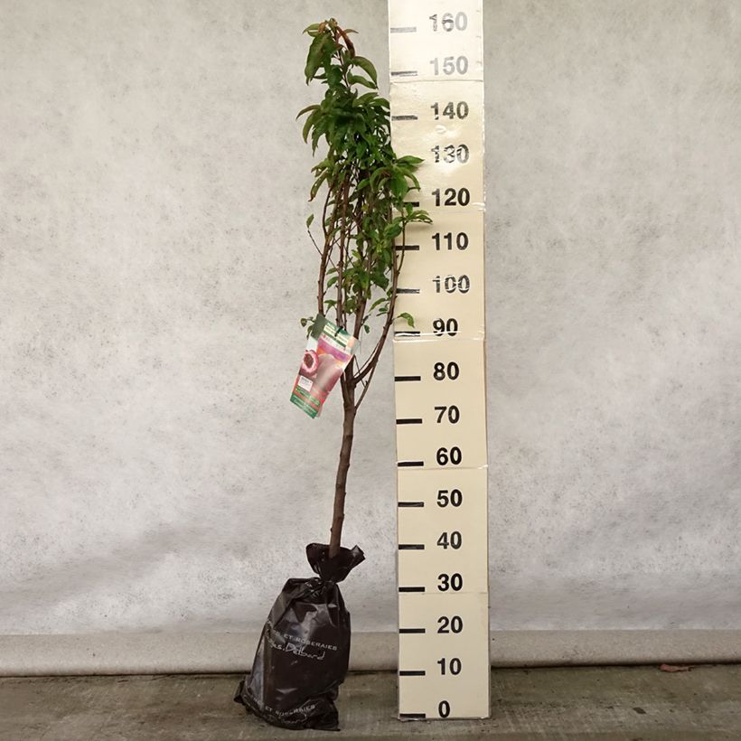 Spécimen de Pêcher de Vigne Sanguine - Pêche de Vigne Motte "Prêt-à-planter", Gobelet tel que livré en été