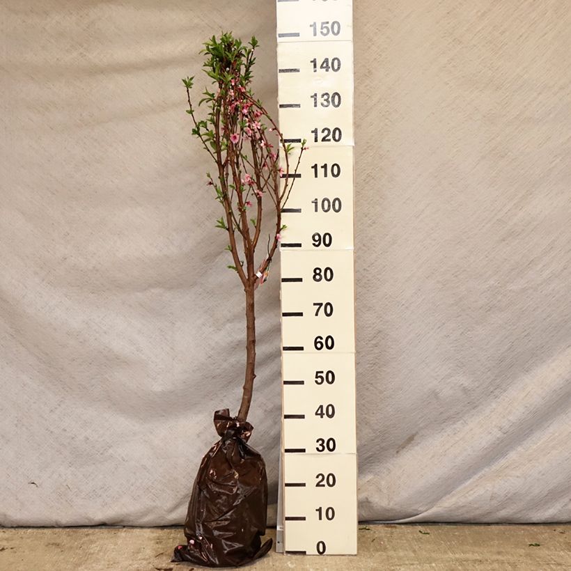 Spécimen de Pêcher de Vigne Sanguine - Pêche de Vigne Motte Prêt-à-planter tel que livré au printemps