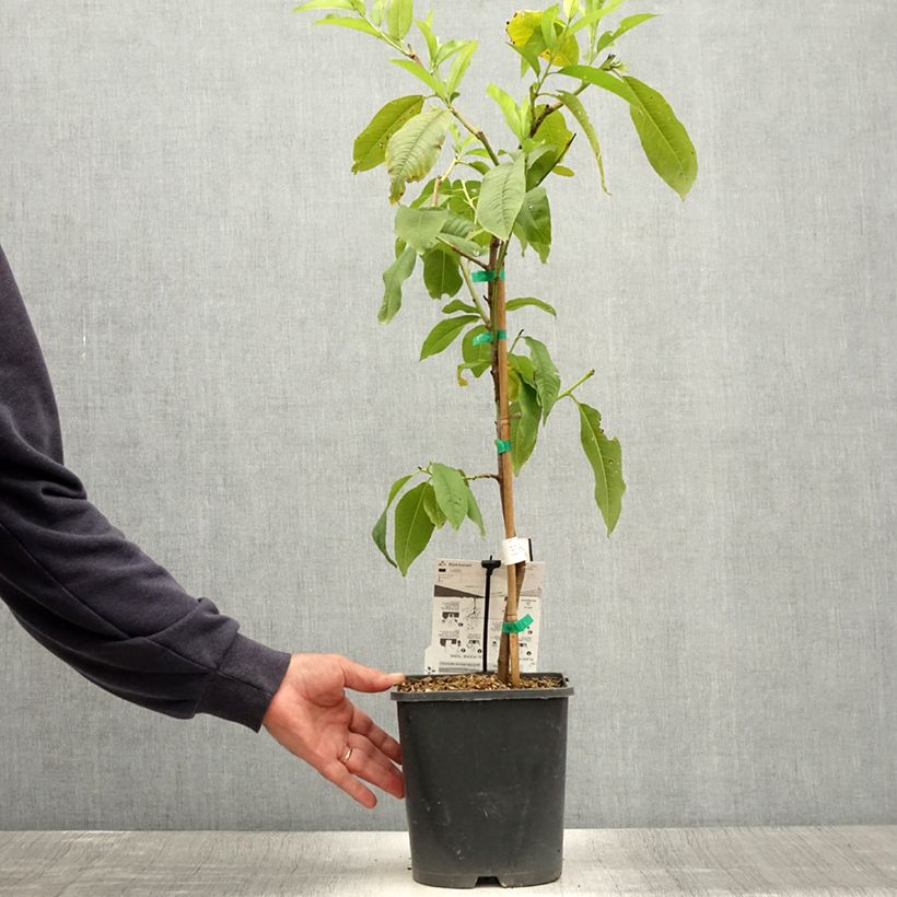Spécimen de Pêcher nain Fruit Me Peach Me Yellow Pot de 4L/5L, Nain tel que livré en été