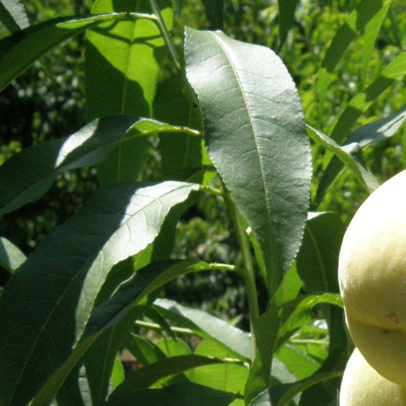 Pêcher nain Ice Peach  (Feuillage)