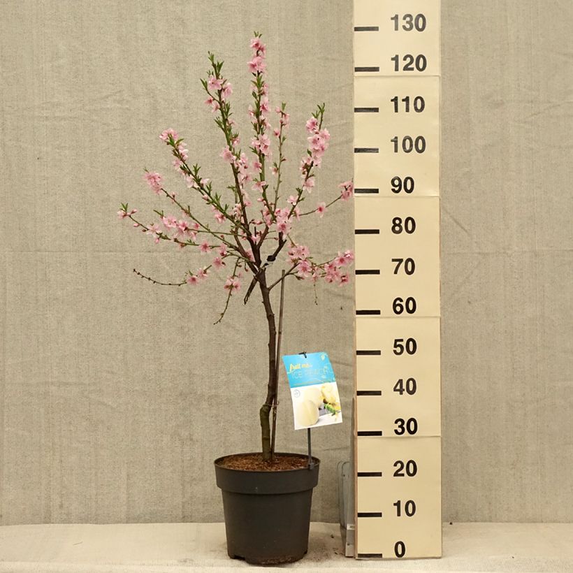 Spécimen de Pêcher nain Ice Peach  Pot de 10L tel que livré au printemps