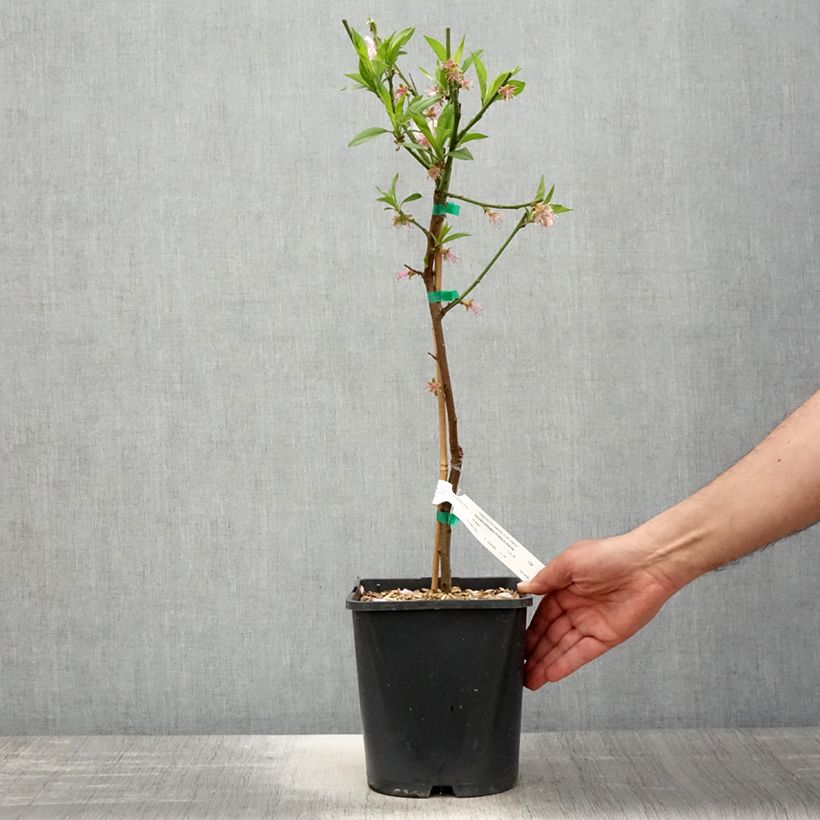 Spécimen de Pêcher nain Ice Peach  Pot de 4L tel que livré au printemps