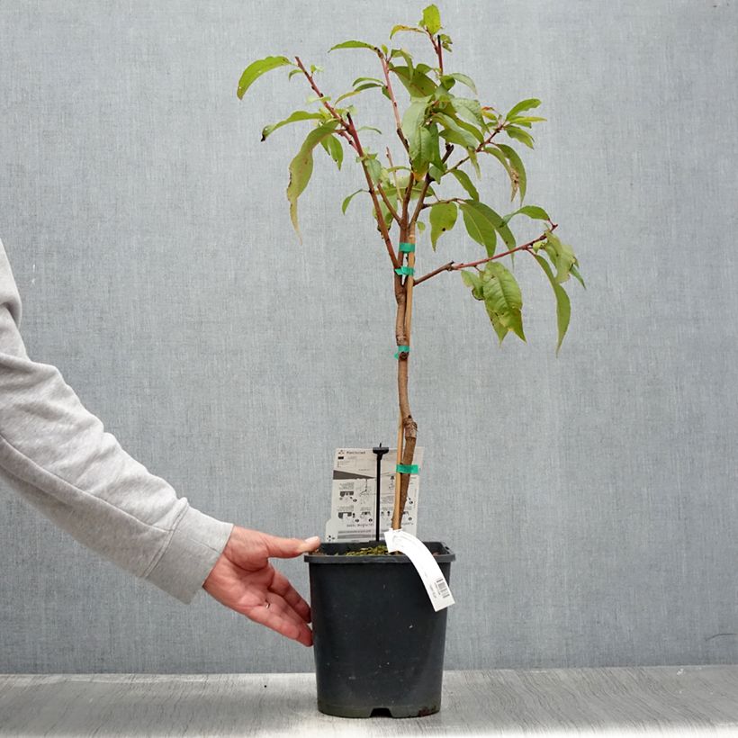 Spécimen de Pêcher nectarinier nain Fruit Me Necta Me Pot de 4L/5L, Nain tel que livré en été