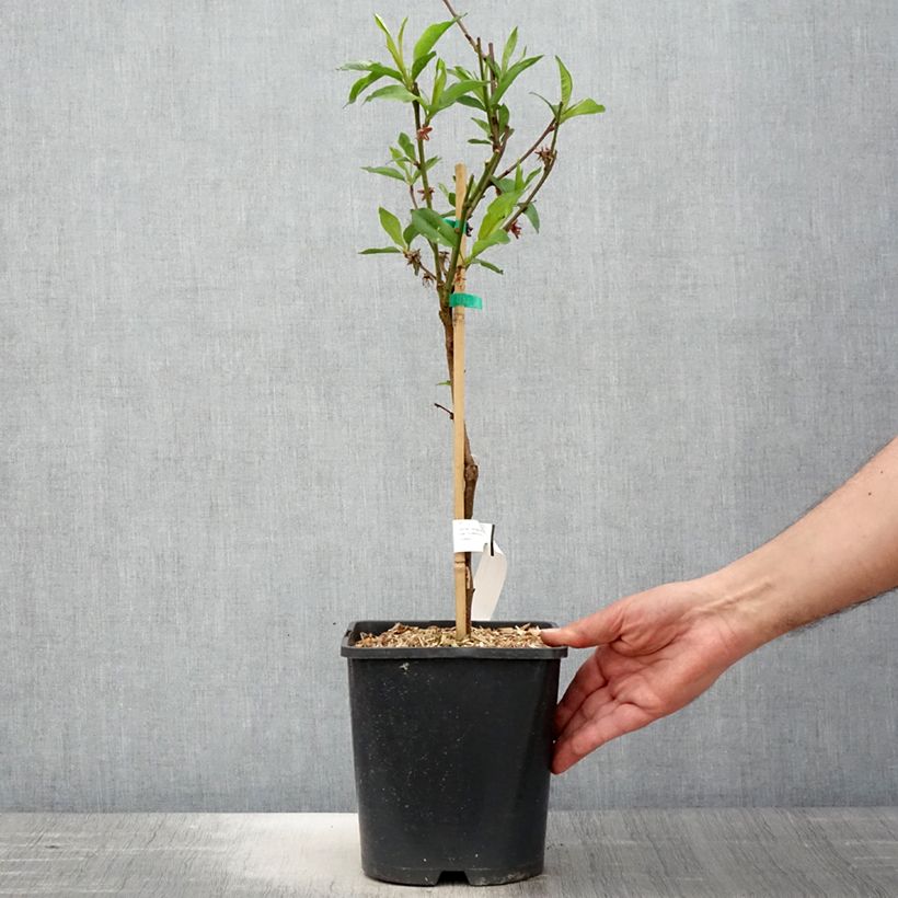 Spécimen de Pêcher nectarinier nain Fruit Me Necta Me Pot de 4L tel que livré au printemps