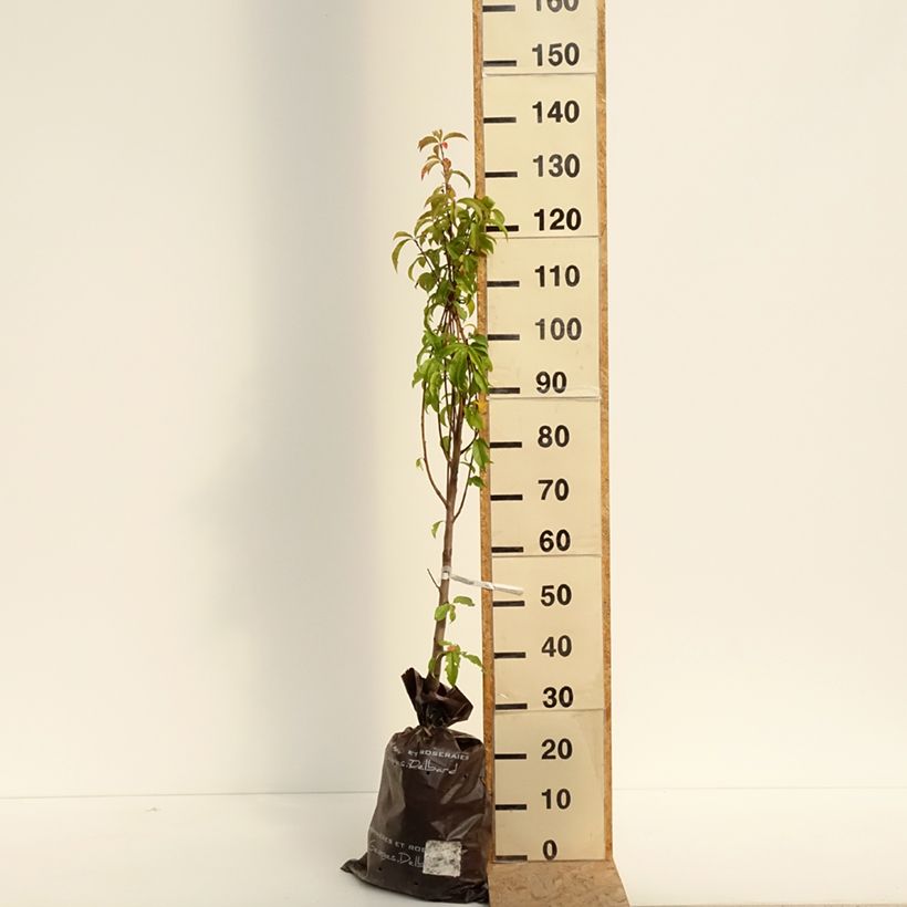 Spécimen de Pêcher Orlandine - Georges Delbard Motte "Prêt-à-planter", Gobelet, Greffé sur Prunus Rubira/Montclar®  ou Missour tel que livré en été