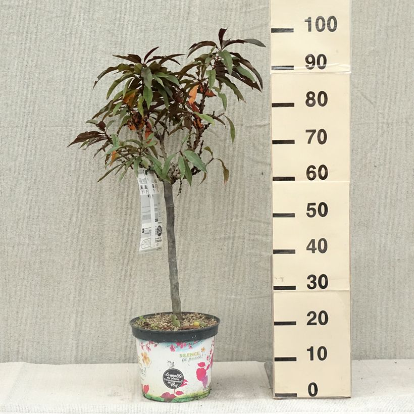 Spécimen de Pêcher - Prunus persica Nain Crimson Bonfire Pot de 6L/7L, Nain, Tige de 40 cm tel que livré en été