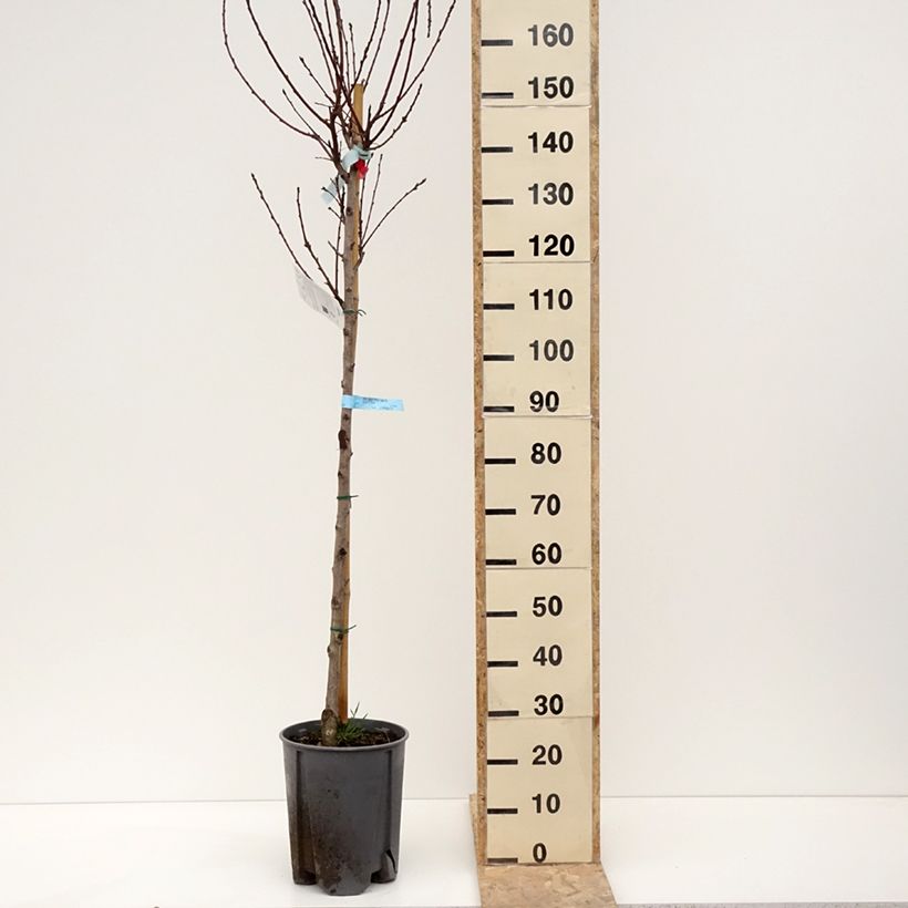 Spécimen de Pêcher - Prunus persica Sanguine Demi-tige en pot de 7,5l/10l tel que livré en hiver