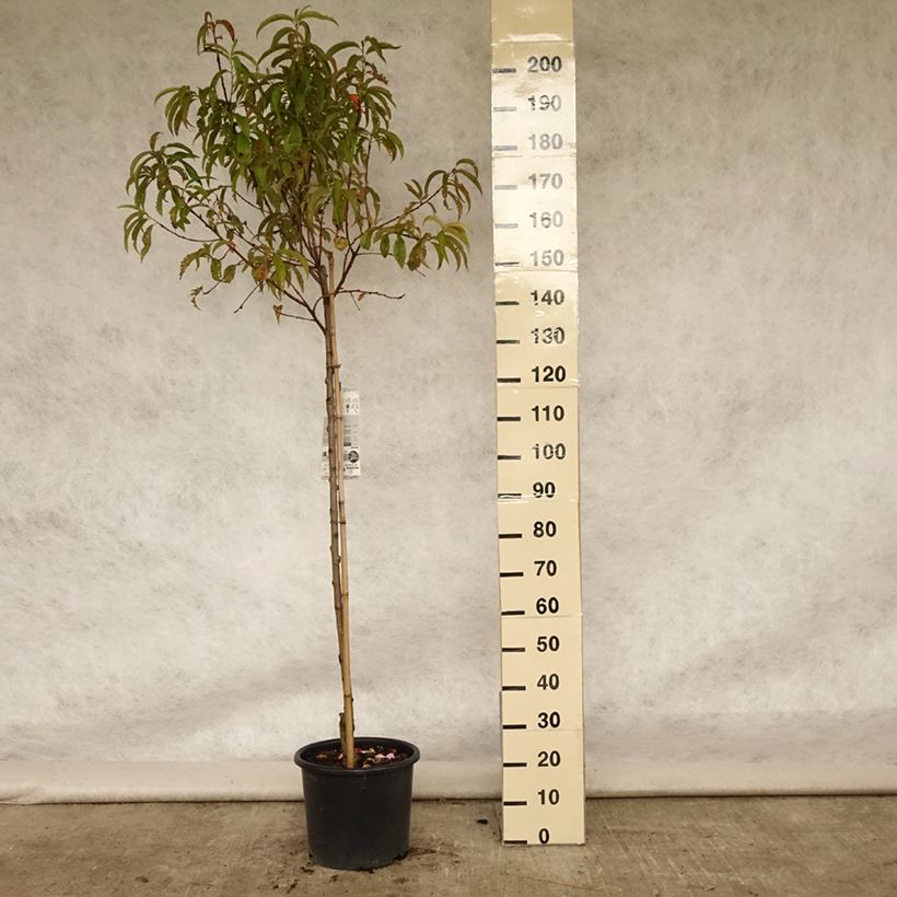 Spécimen de Pêcher Redhaven Pot de 7,5L/10L, Demi-Tige tel que livré en été