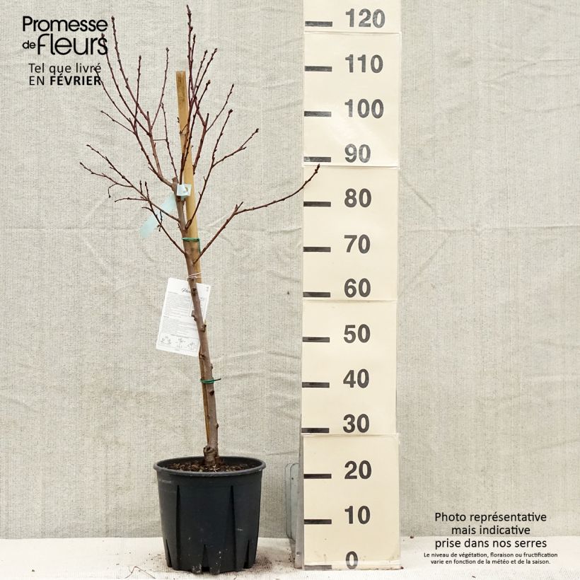 Spécimen de Pêcher Reine des Vergers - Gobelet en pot de 7,5/10L tel que livré en hiver
