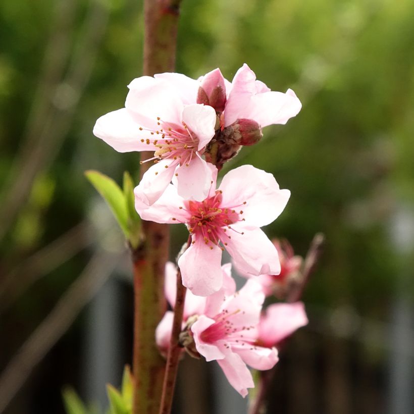 Pêcher Reine des Vergers (Floraison)
