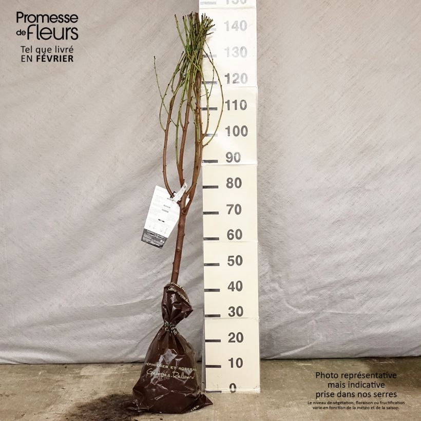 Spécimen de Pêcher Saturne (pêche plate) - Georges Delbard Motte "Prêt-à-planter", Gobelet, Greffé sur Prunus Rubira/Montclar®  ou Missour tel que livré en hiver